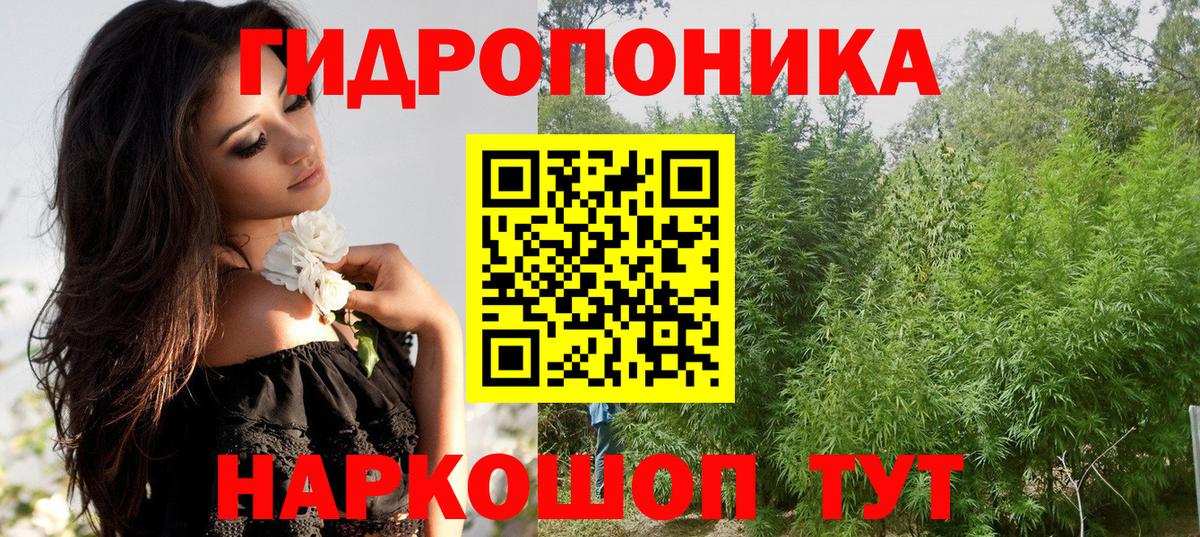 Шишки марихуана конопля  Вход с VPN  МАРИХУАНА планчик  Каннабис SATIVA & INDICA  Выборг 